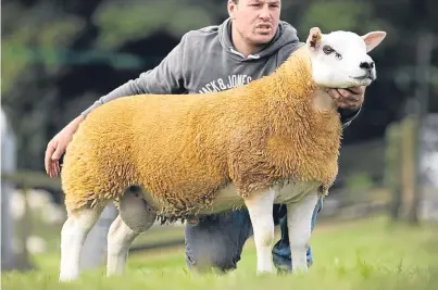  ??  ?? Ettrick Above And Beyond achieved the second top price of 4,600gns at the Texel sale in Lanark.