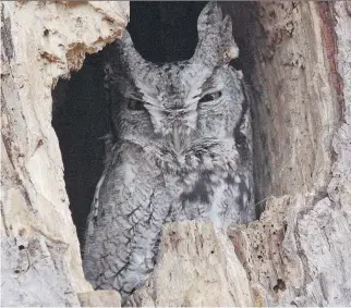  ?? PHOTOS: BRUCE DI LABIO ?? The Eastern Screech-Owl is a scarce permanent resident in our area. Their preferred habitat includes city woodlots, ravines, and wooded areas along creeks.