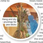  ??  ?? Hang and dry prunings for pea sticks