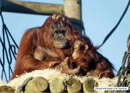  ??  ?? Kibriah and Kayan, 3, at Twycross