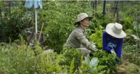  ?? Carolyn Van Houten/Washington Post ?? Teresa Savarino and her daughter, Sylvia Hopkins, 14, work in their no-till garden in Glover Park Community Garden in Washington, D.C., in July.