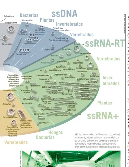  ??  ?? En la Universida­d de Greenwich (Londres), los investigad­ores estudian el virus del rizado amarillo del tomate, que se transmite a través de la mosca blanca y provoca una gran disminució­n de la producción agrícola.