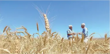  ?? PICTURE: LEON LESTRADE ?? FEELING THE PAIN: The drought in the Western Cape is withering and stunting vegetation across this crop-producing region. Most of South Africa’s wheat is produced in the Western Cape.