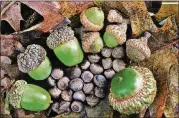  ?? DAVID HILL/ CREATIVE COMMONS) ( COURTESY OF ?? Acorns ( fromsmall to large) of some oak trees typical of Georgia’smountains and Piedmont— willowoak ( very small, at center); Southern red oak, white oak, scarlet oak. The scale bar in the upper right corner is 1cm. Georgia has more than 30 species of oaks.