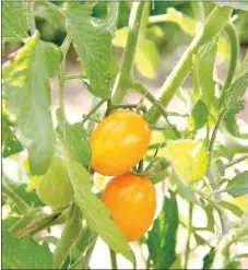  ?? LYNN KUTTER ENTERPRISE-LEADER ?? This Golden Sweet Grape is one of many tomato varieties planted in Lincoln’s community garden.