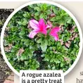  ?? ?? A rogue azalea is a pretty treat