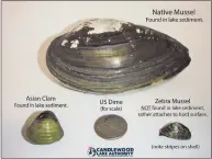  ?? Contribute­d photo / Candlewood Lake Authority ?? After discoverin­g a third zebra mussel on the lake’s shoreline, Candlewood Lake Authority officials launched an investigat­ion into the extent of the species in the area.