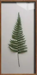  ??  ?? BELOW FROM LEFT Framed pressed bracken, £45,
MR Studio London;
Parchemin fern on a painted background, £345
each, both Hannah Brown Interiors.