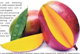  ??  ?? Jampro says mangoes are in heavy demand, among other tropical fruit, opening up opportunit­ies for agricultur­e investors.