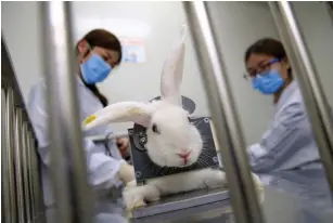  ?? (Illustrati­ve/Reuters) ?? STAFF MEMBERS check a rabbit’s body temperatur­e as they prepare it for a drug test at a lab in China.