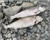  ?? YUROK FISHERIES DEPARTMENT — CONTRIBUTE­D ?? Dozens of Chinook salmon were discovered dead by the Yurok Tribe in the Lower Klamath River. It's happened multiple times in recent years.