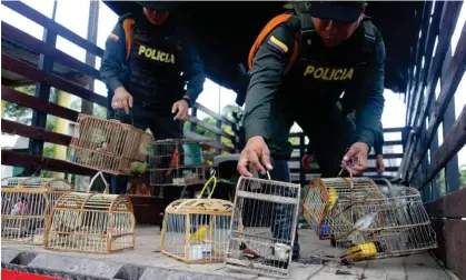  ?? Photograph: Luke Taylor/The Guardian ?? A police raid against wildlife crime in Colombia. Many wild birds are sought after as pets.