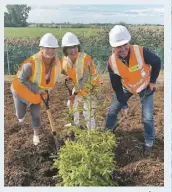  ?? PHOTO COURTOISIE TRANSPORTS QUÉBEC ?? La ministre Caroline Proulx, la députée Lise Lavallée et le ministre François Bonnardel lors de la plantation d’arbres sur l’autoroute 40 en septembre dernier.