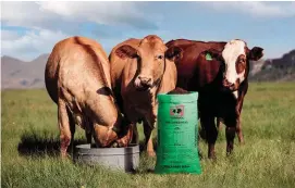  ?? FOTO’S: VERSKAF/VOERMOL ?? Gee jou vee ’n voorsprong met smaaklike, veilige veevoer en aanvulling­s van topgehalte, soos Voermol se produkte.