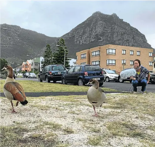  ?? Picture: Marina Pinca/Sea Search ?? Scientist Tess Gridley, a specialist in whale and dolphin acoustics, has turned her attention to decoding the honks and hisses of Egyptian geese.