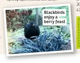  ??  ?? Blackbirds enjoy a berry feast