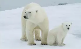  ?? Photograph: Kt Miller/Polarbears­internatio­nal.org ?? A polar bear and her cub hunting their main prey, ringed seals, on sea ice near the Svalbard archipelag­o in Norway.