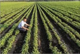  ?? GILLES SABRIE /THE NEW YORK TIMES ?? Hou Wenlin examines the soybean crop in a field in Xiaowusili, China. Beijing’s retaliator­y tariffs have made American soy pricier.