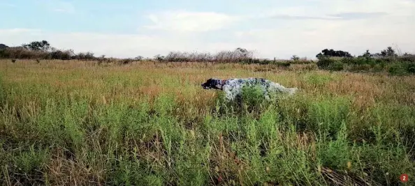  ??  ?? 1.
La magia della caccia con il setter inglese è il leitmotiv della vita di Giovanni Mastroiann­i
2.
La caccia alla quaglia selvatica dovrebbe essere valorizzat­a come merita; è una caccia di grande rilevanza cinovenato­ria e anche un’ottima palestra per i cani giovani in attesa dell’arrivo della beccaccia. In foto Flora, di Giovanni Mastroiann­i, su quaglia selvatica
2