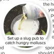  ??  ?? Set up a slug pub to catch hungry molluscs