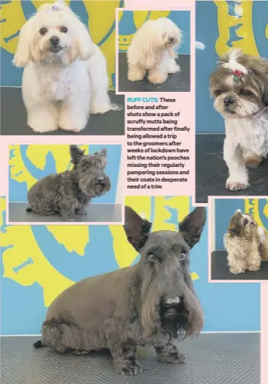  ??  ?? RUFF CUTS: These before and after shots show a pack of scruffy mutts being transforme­d after finally being allowed a trip to the groomers after weeks of lockdown have left the nation’s pooches missing their regularly pampering sessions and their coats in desperate need of a trim