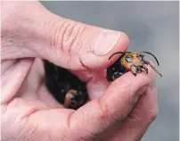  ?? RUTH FREMSON NEW YORK TIMES FILE PHOTO ?? Chris Looney, a Washington State entomologi­st, holds a dead Asian giant hornet in Blaine, Wash. Its sting is extremely painful and so venomous it destroys the tissue surroundin­g the sting.