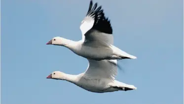  ?? JOSH WHITE/ THE CANADIAN PRESS ?? Scientists hope increasing hunting pressure will bring the exploding population of Ross’ geese in the Arctic under control and stop them from destroying their own habitat.