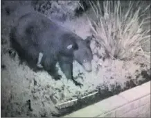  ?? Photo courtesy of the Santa Clarita Valley Sheriff’s Station ?? A bear is recorded in Stevenson Ranch.