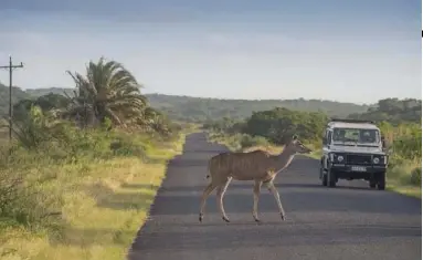  ??  ?? SUR LA ROUTE QUI PASSE AU COEUR DU PARC D’ISIMANGALI­SO, UN GRAND KOUDOU TRAVERSE D’UN PAS NONCHALANT.