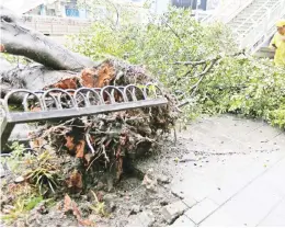  ??  ?? A worker takes a photo of a fallen tree on a street in Taipei after Taiwan braced for super typhoon Maria. — Reuters photo