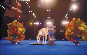  ?? MARK MAKELA/THE WASHINGTON POST ?? The National Dog Show’s Best in Show champion this year is Whiskey, a 3-year-old fawn-colored Whippet from Georgia.