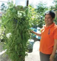  ??  ?? Carlos Alexander Rigon and his vertical wall garden (far left) and his towering kangkong (left).