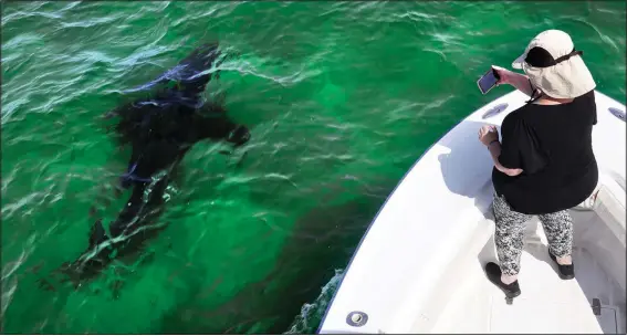  ?? (AP/Charles Krupa) ?? Mindi Moran, of Portland, Maine, watches a great white shark swim past Aug. 17 while on shark watch off the Massachuse­tts’ coast of Cape Cod.