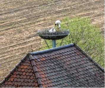  ?? Foto: Franz Xaver Köhler ?? Erstmals brütet ein Storchenpa­ar auf dem Horst auf dem Silo der alten Batzenhofe­r Mühle.