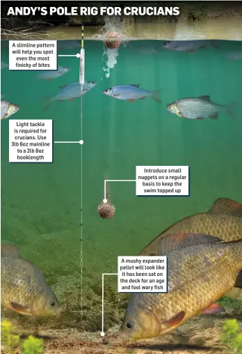 ??  ?? A slimline pattern will help you spot even the most finicky of bites Light tackle is required for crucians. Use 3lb 6oz mainline to a 2lb 8oz hooklength Introduce small nuggets on a regular basis to keep the swim topped up A mushy expander pellet will look like it has been sat on the deck for an age and fool wary fish ANDY’S POLE RIG FOR CRUCIANS