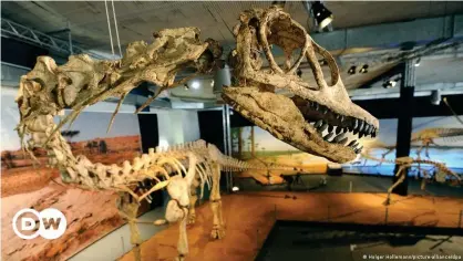  ??  ?? Los gastrolito­s encontrado­s en Wyoming podrían haber sido transporta­dos desde Wisconsin en los estómagos de saurópodos. En la foto, el esqueleto reconstrui­do de un "Spinophoro­saurus nigerensis".