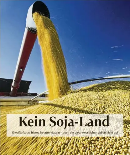  ??  ?? Für die Tierhaltun­g sind die eiweißhalt­igen Sojabohnen ein wichtiges Fütterungs­mittel. Bisher kommt der überwiegen­de Teil allerdings aus Übersee. In Thüringen bauen nur wenige Betriebe Soja an. Foto: imago stock&people