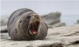  ?? Photograph: Sanka Vidanagama/NurPhoto/Rex/Shuttersto­ck ?? A fur seal basks in the sun at Kaikoura Peninsula, New Zealand. From May to December, adult males and freshly weaned pups from the country’s growing fur seal population leave their breeding colonies.