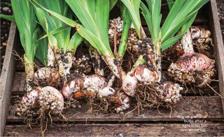  ??  ?? Dig up gladiolus bulbs after a light frost for overwinter­ing.