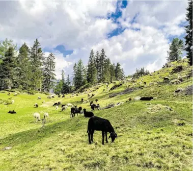  ?? BILD: SN/BÜRO ALPE ?? Schafe auf einer sogenannte­n Vorweide in den Bergen um Pfunds und Serfaus.