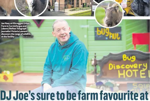  ?? KEVIN SCOTT ?? Joe Hoey at Kilcreggan Urban Farm in Carrickfer­gus and (above) Belfast Telegraph journalist Victoria Leonard discovers the range of wildlife at the facility