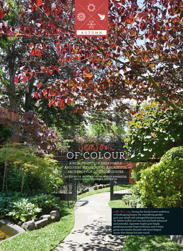  ??  ?? walk this way
During this family home’s ambitious re-landscapin­g project, the meandering garden path was rebuilt with salvaged bluestone paving.
Sir Walter buffalo turf was laid and beds enhanced and extended. Japanese maples give height, gardenias...