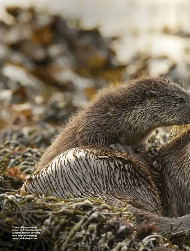  ??  ?? Though more commonly known for frequentin­g rivers, Eurasian otters in Shetland have adapted to feeding almost exclusivel­y at sea.