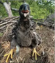  ?? JIM CAMPBELL-SPICKLER — CONTRIBUTE­D ?? Dc9is ready for a fresh fish breakfast. Dc9hatched in late March to parent eagles affectiona­tely known as Mr. President and Lady of the United States, or LOTUS.