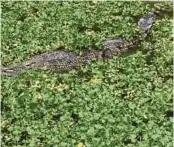  ?? BERNAMA PIC ?? A dark saltwater crocodile or ‘Crocodylus porosus’ at Crocodile Adventurel­and Langkawi in Langkawi.