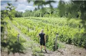  ?? DARIO AYALA / THE GAZETTE ?? An increase in frost-free days in coming years could benefit Quebec’s vineyards such as this one in Farnham.