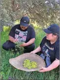  ?? ?? Aivan and Abby Hernandez gather kuuvuus plants and place them in a 125-year-old winnowing basket.