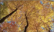  ?? CONTRIBUTE­D ?? Fall is perhaps one of the best seasons to explore trees in your MetroParks like these ones at Hills& Dales.