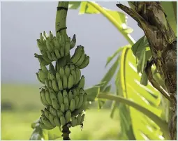  ?? CREDIT: TIM GRAHAM / GETTY IMAGES ?? Popular and plentiful - a banana plant in North Queensland.