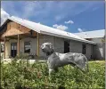  ?? KRISTINA WEBB / THE PALM BEACH POST 2017 ?? A dog stands in front of a partially completed medical clinic at Big Dog Ranch Rescue in Loxahatche­e Groves.